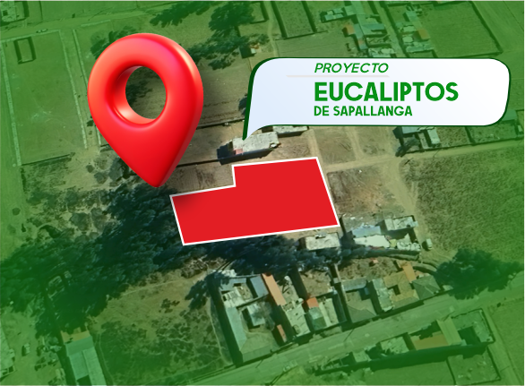 EUCALIPTOS DE SAPALLANGA